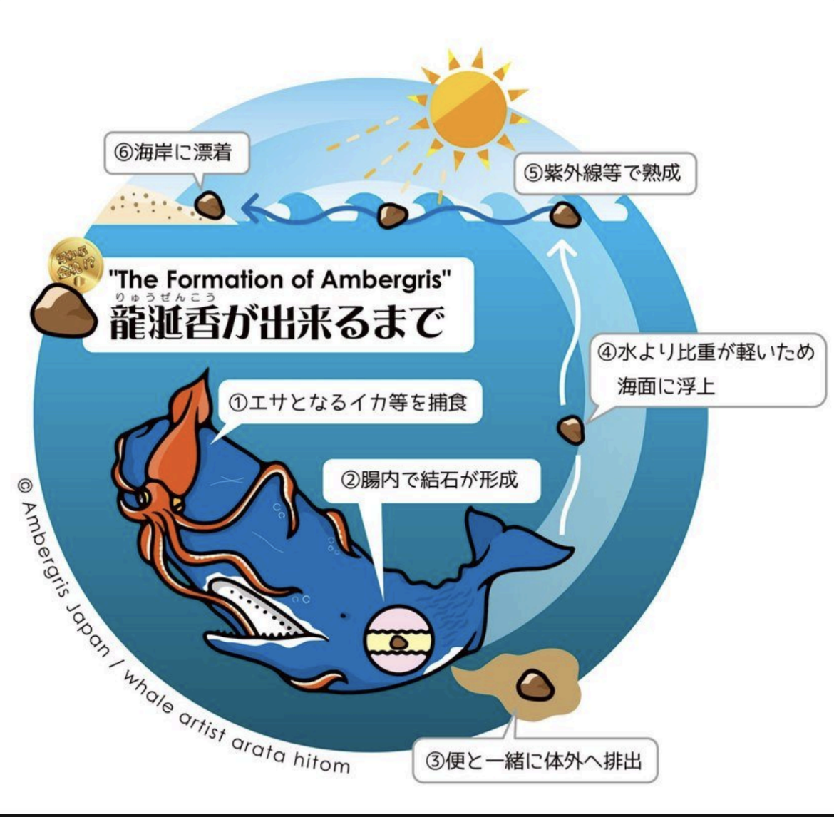 龍涎香が出来るまでの図解 © Ambergris Japan / whale artist arata hitom